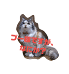 ブー様（個別スタンプ：8）