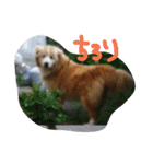かわいいるぅくんのスタンプです。（個別スタンプ：4）