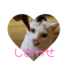 さいミーちゃんスタンプ（個別スタンプ：2）