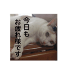 さいミーちゃんスタンプ（個別スタンプ：4）