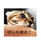 ボンレス（個別スタンプ：1）