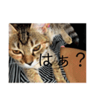 ボンレス（個別スタンプ：3）