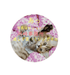 ボンレス（個別スタンプ：5）