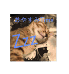 ボンレス（個別スタンプ：9）