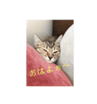 ボンレス（個別スタンプ：10）