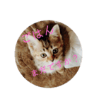 ボンレス（個別スタンプ：11）
