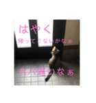 ボンレス（個別スタンプ：12）