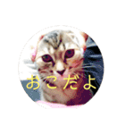ボンレス（個別スタンプ：13）