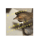 ボンレス（個別スタンプ：15）