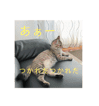 ボンレス（個別スタンプ：16）