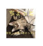 ボンレス（個別スタンプ：22）