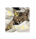 ボンレス（個別スタンプ：23）