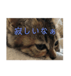 ボンレス（個別スタンプ：28）