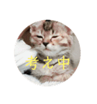 ボンレス（個別スタンプ：31）