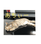 ボンレス（個別スタンプ：33）