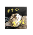 ボンレス（個別スタンプ：35）