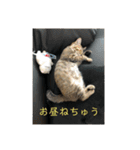 ボンレス（個別スタンプ：36）