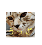 ボンレス（個別スタンプ：37）