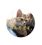 ボンレス（個別スタンプ：39）
