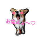コーギーだらけぇ♡（個別スタンプ：1）