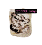 コーギーだらけぇ♡（個別スタンプ：4）