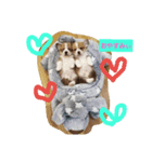 コーギーだらけぇ♡（個別スタンプ：5）