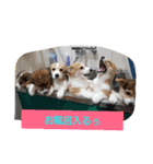 コーギーだらけぇ♡（個別スタンプ：8）