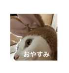 俺ネコ＆がるちゃんシリーズより〜あいさつ（個別スタンプ：2）