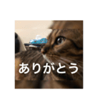 俺ネコ＆がるちゃんシリーズより〜あいさつ（個別スタンプ：3）
