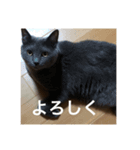 俺ネコ＆がるちゃんシリーズより〜あいさつ（個別スタンプ：4）