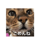 俺ネコ＆がるちゃんシリーズより〜あいさつ（個別スタンプ：5）