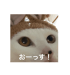 俺ネコ＆がるちゃんシリーズより〜あいさつ（個別スタンプ：6）