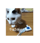 俺ネコ＆がるちゃんシリーズより〜あいさつ（個別スタンプ：7）