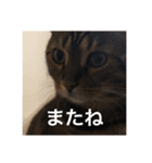 俺ネコ＆がるちゃんシリーズより〜あいさつ（個別スタンプ：8）