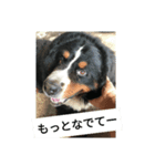 パトラッシュのパト（個別スタンプ：5）