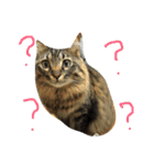もふもふ猫のスターちゃん（個別スタンプ：1）