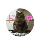 もふもふ猫のスターちゃん（個別スタンプ：3）