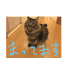 もふもふ猫のスターちゃん（個別スタンプ：4）