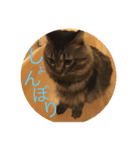 もふもふ猫のスターちゃん（個別スタンプ：6）