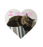もふもふ猫のスターちゃん（個別スタンプ：11）