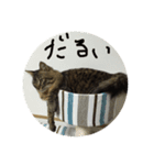 もふもふ猫のスターちゃん（個別スタンプ：12）