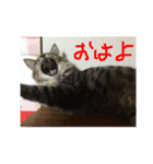 もふもふ猫のスターちゃん（個別スタンプ：13）