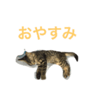 もふもふ猫のスターちゃん（個別スタンプ：14）