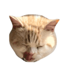 とろ猫2（個別スタンプ：2）