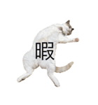 とろ猫2（個別スタンプ：3）