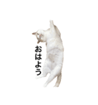 とろ猫2（個別スタンプ：6）