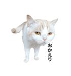 とろ猫2（個別スタンプ：8）