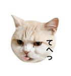 とろ猫2（個別スタンプ：10）