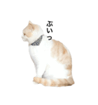 とろ猫2（個別スタンプ：12）