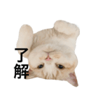 とろ猫2（個別スタンプ：16）